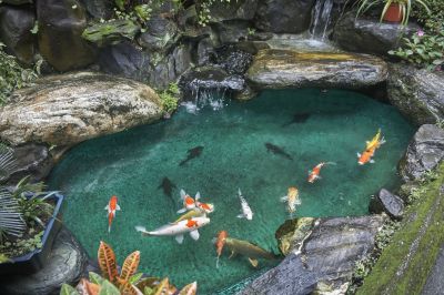 Fish Pond Installation in Honolulu, HI