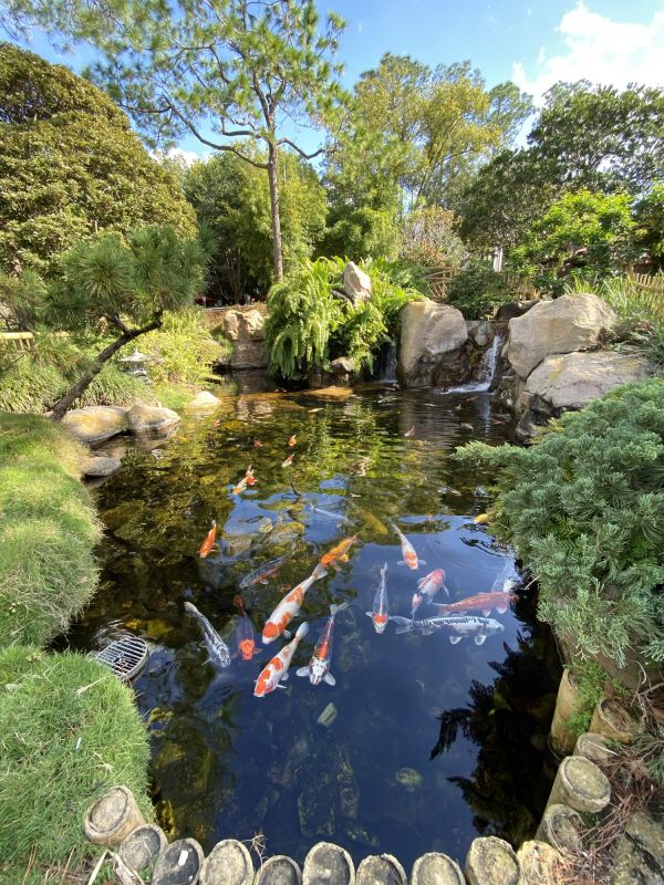 Koi Pond Construction in Honolulu, HI