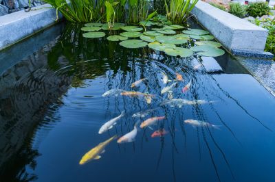 Pond Maintenance in Honolulu, HI